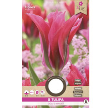 Tulipány 'Doll's Minuet' 11/12 8 ks