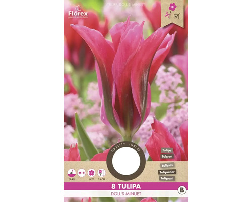 Tulipány 'Doll's Minuet' 11/12 8 ks