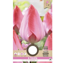 Balení osmi tulipánových cibulí