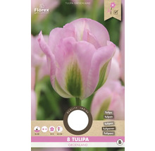 Tulipány 'Groenland' 11/12 8 ks