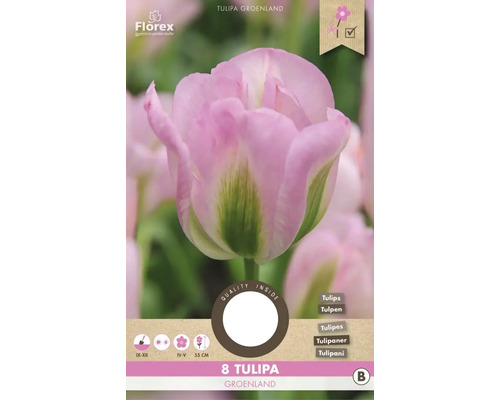 Tulipány 'Groenland' 11/12 8 ks