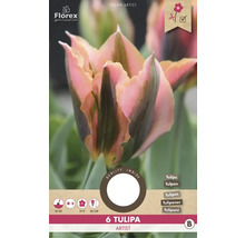 Tulipány 'Artist' 6 ks
