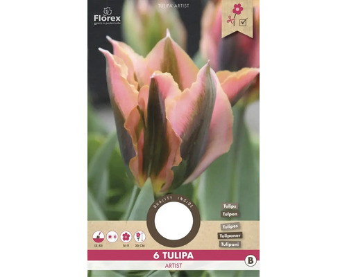 Tulipány 'Artist' 6 ks