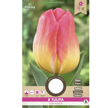 Tulipány 'Tom Pouce' 11/12 8 ks