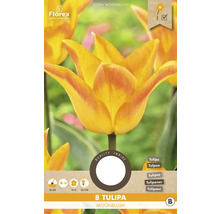 Balení osmi cibulí tulipánu Moonblush