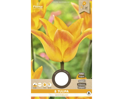 Tulipány 'Moonblush' 8 ks
