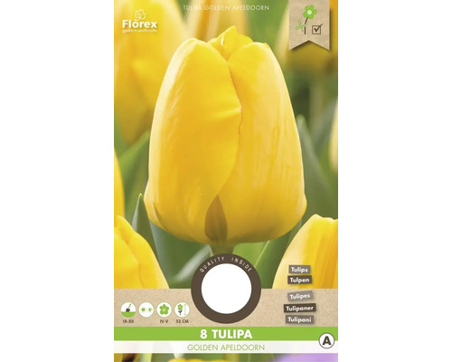 Tulipány 'Golden Apeldoorn' 8 ks