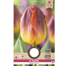 Tulipán Amber Glow, 8 kusů