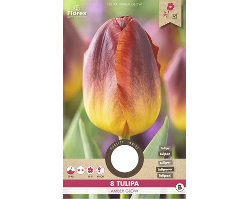 Tulipány 'Amber Glow' 8 ks
