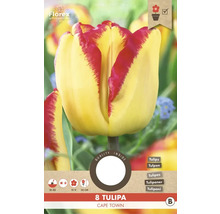 Tulipán Kapské Město, balení po osmi kusech