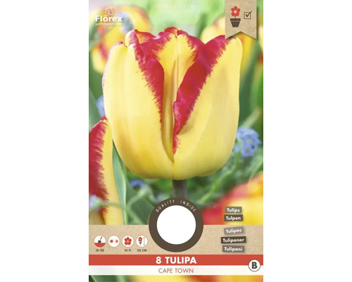 Tulipány 'Cape Town' 11/12 8 ks