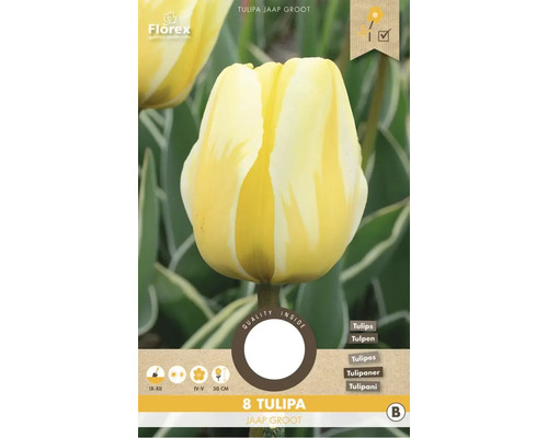 Tulipány 'Jaap Groot' 8 ks