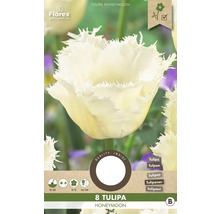Tulipány 'Honeymoon' 11/12 8 ks