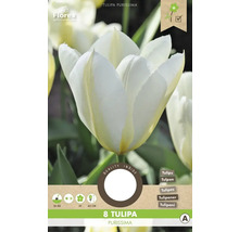 Tulipány 'Purissima' 11/12 8 ks