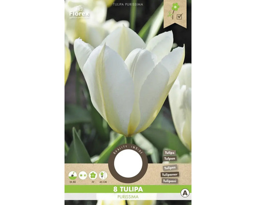 Tulipány 'Purissima' 11/12 8 ks