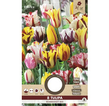 Tulipány 'Rembrandt mix' 11/12 8 ks