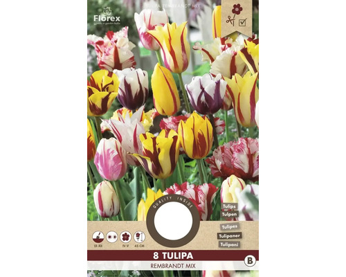 Tulipány 'Rembrandt mix' 11/12 8 ks
