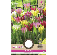 Tulipány 'Viridiflora Selected mix' 11/12 8 ks