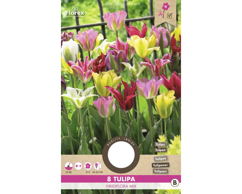 Tulipány 'Viridiflora Selected mix' 11/12 8 ks