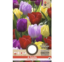 Tulipány 'Jarní mix' 11/12 8 ks
