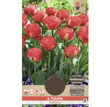 Tulipány plnokvěté 'Pamplona' 11/12 6 ks