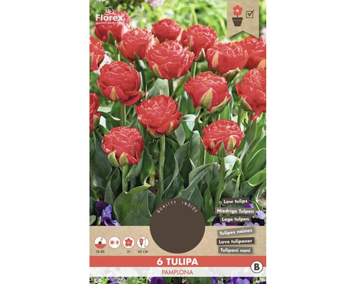 Tulipány plnokvěté 'Pamplona' 11/12 6 ks