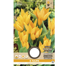 Tulipány ' Praestants Shogun ' 8 ks