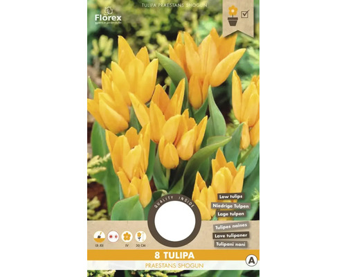 Tulipány ' Praestants Shogun ' 8 ks