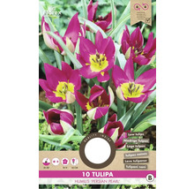 Balení deseti cibulí tulipánu Tulipa humilis Persian Pearl