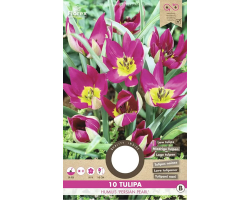 Balení deseti cibulí tulipánu Tulipa humilis Persian Pearl