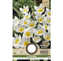 Balení osmi cibulí tulipánu Tulipa polychroma