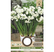 Narcisy 'Paper White' 13/14 3 ks
