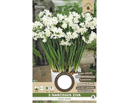 Narcisy 'Paper White' 13/14 3 ks