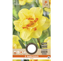 Narcisy 'Tahiti' 12/14 5 ks