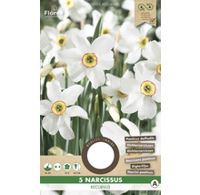 Narcisy 'Recurvus' 5 ks