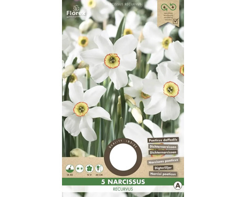 Narcisy 'Recurvus' 5 ks