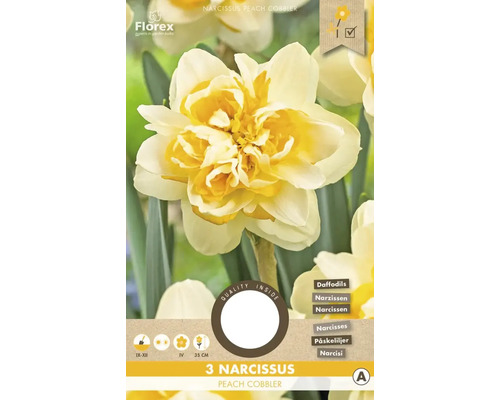 Narcisy 'Peach Cobbler' 3 ks