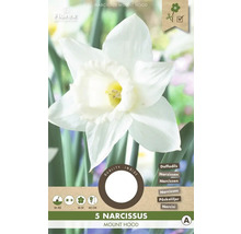 Narcisy 'Mount Hood' 5 ks