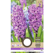 Hyacinty 'Purple Star' 15/16 5 ks
