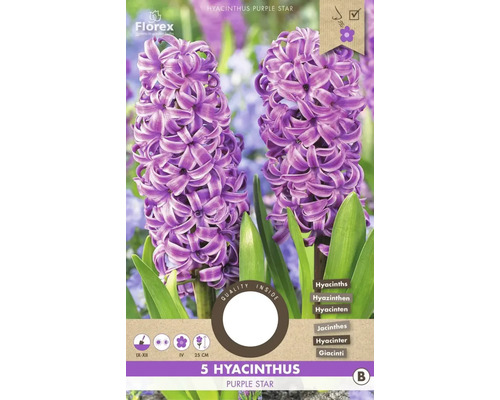 Hyacinty 'Purple Star' 15/16 5 ks