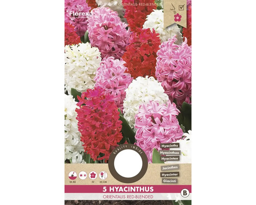 Hyacint orientální červený žíhaný 15/16 'Orientalis Red-blended' 5 ks