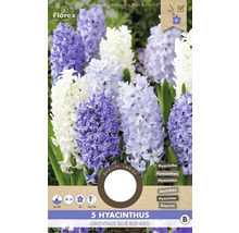 Hyacinty orientální 'Orientalis Blue-blended' 15/16 5 ks modré žíhané