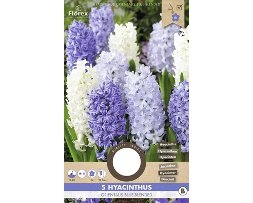 Hyacinty orientální 'Orientalis Blue-blended' 15/16 5 ks modré žíhané