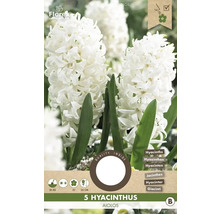 Hyacinty 'Aiolos' 15/16 5 ks