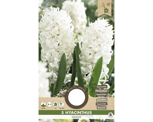 Hyacinty 'Aiolos' 15/16 5 ks