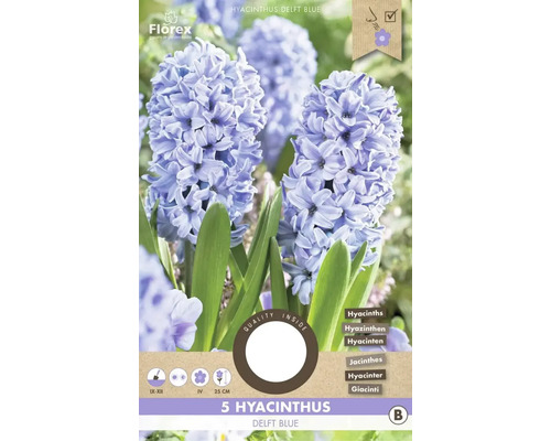 Hyacint 'Delft Blue' 5 ks