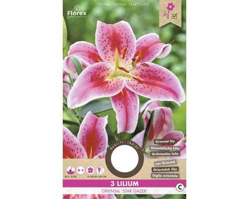 Lilie 'Stargazer' 3 ks