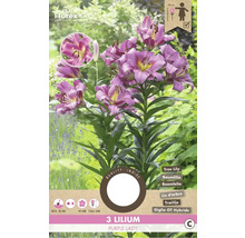 Lilie 'Purple Lady' 3 ks