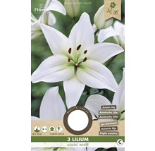 Lilie 'Asiatic White' 16/18 3 ks
