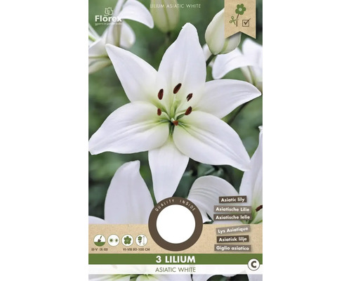 Lilie 'Asiatic White' 16/18 3 ks
